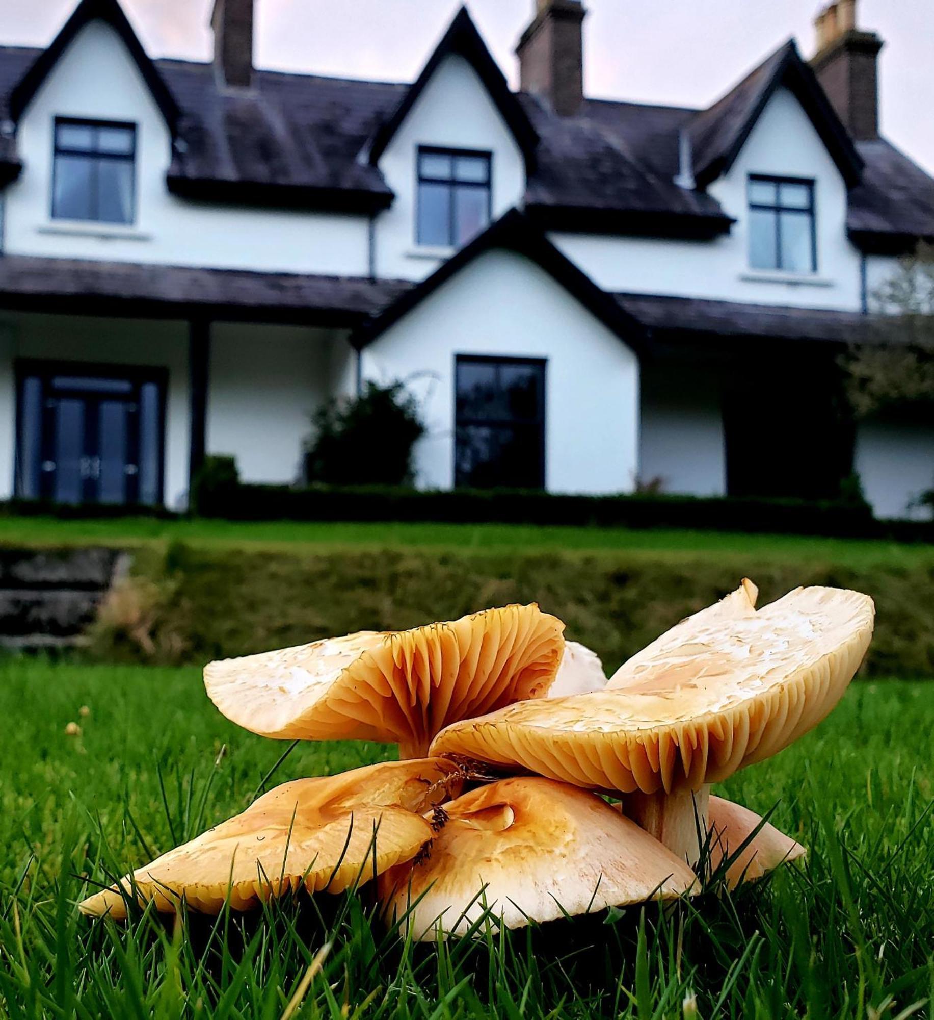 Bryansford Cottage エクステリア 写真
